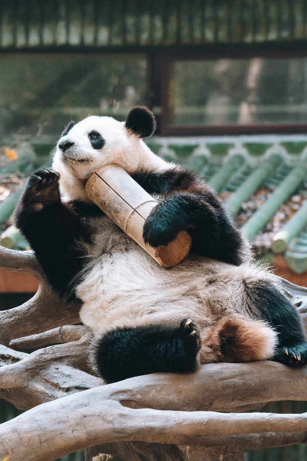 熊猫头渔网表情包图片
