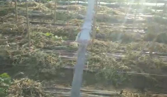 瓜农刘玉坤缘何 瓜甜了,高产了,赚大了 瓜农刘玉坤缘何 瓜甜了,高产了,赚大了