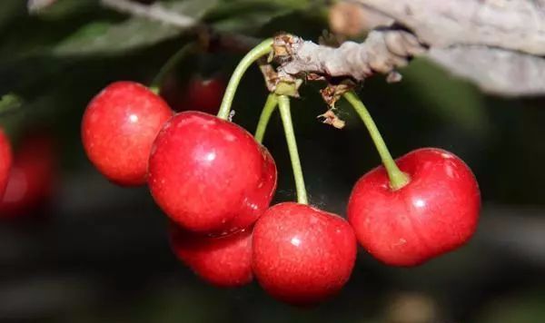 大樱桃主要种植品种介绍！附管理技巧