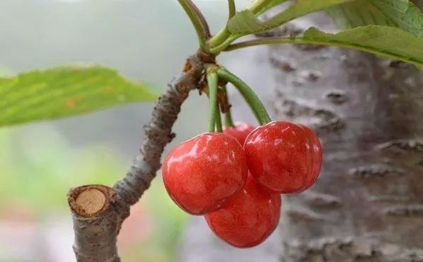 大樱桃主要种植品种介绍！附管理技巧