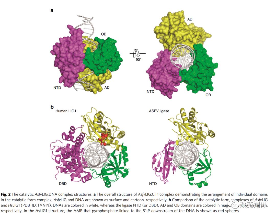 最新 复旦和川大学者发现非瘟病毒易错dna连接酶的关键位点残基 有助于对抗非瘟病毒 改变饲界 微信公众号文章阅读