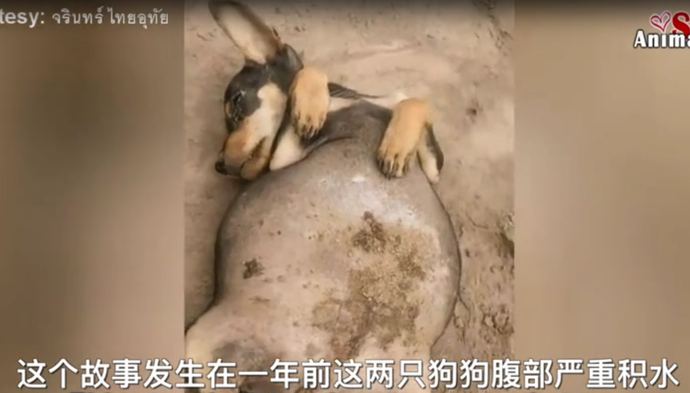 费时去救治一条狗，你们是否疯了？
