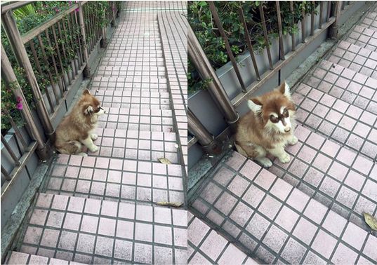 狗狗犬瘟遭人抛弃，网友好心送医治疗