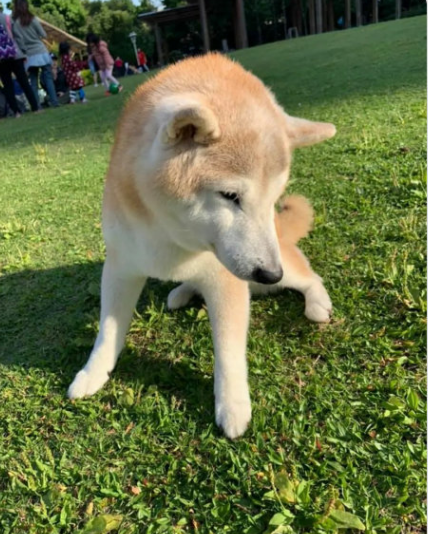 老柴犬被無緣無故打頭，鏟屎官用這樣的方式為狗子報仇... 寵物 第3張