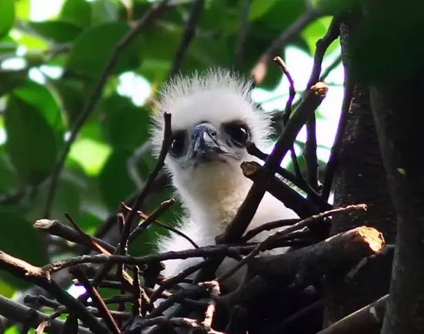 刚出生的凤头鹰宝宝  (图片摄影 陈永昌)