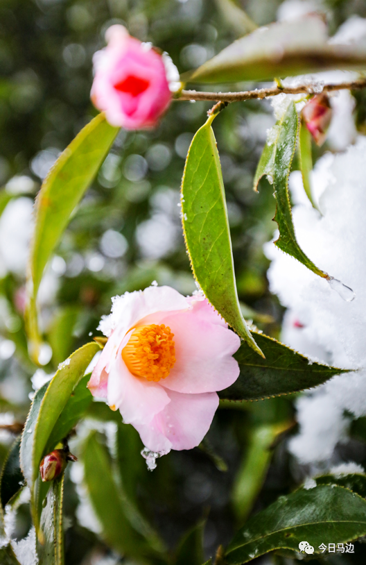 太美了当盛开的山茶花覆上皑皑白雪马边美似童话世界