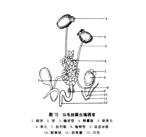 龙猫的繁殖 生殖生理 科普讲解 宠爱窝honey 微信公众号文章阅读 Wemp