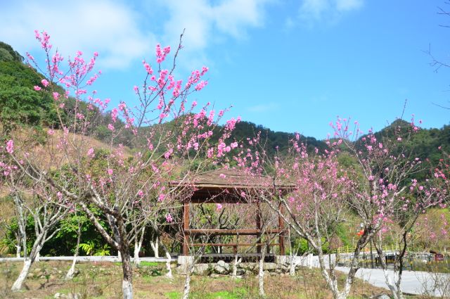 来自北溪文苑桃花节的这份福利,你领取了吗?