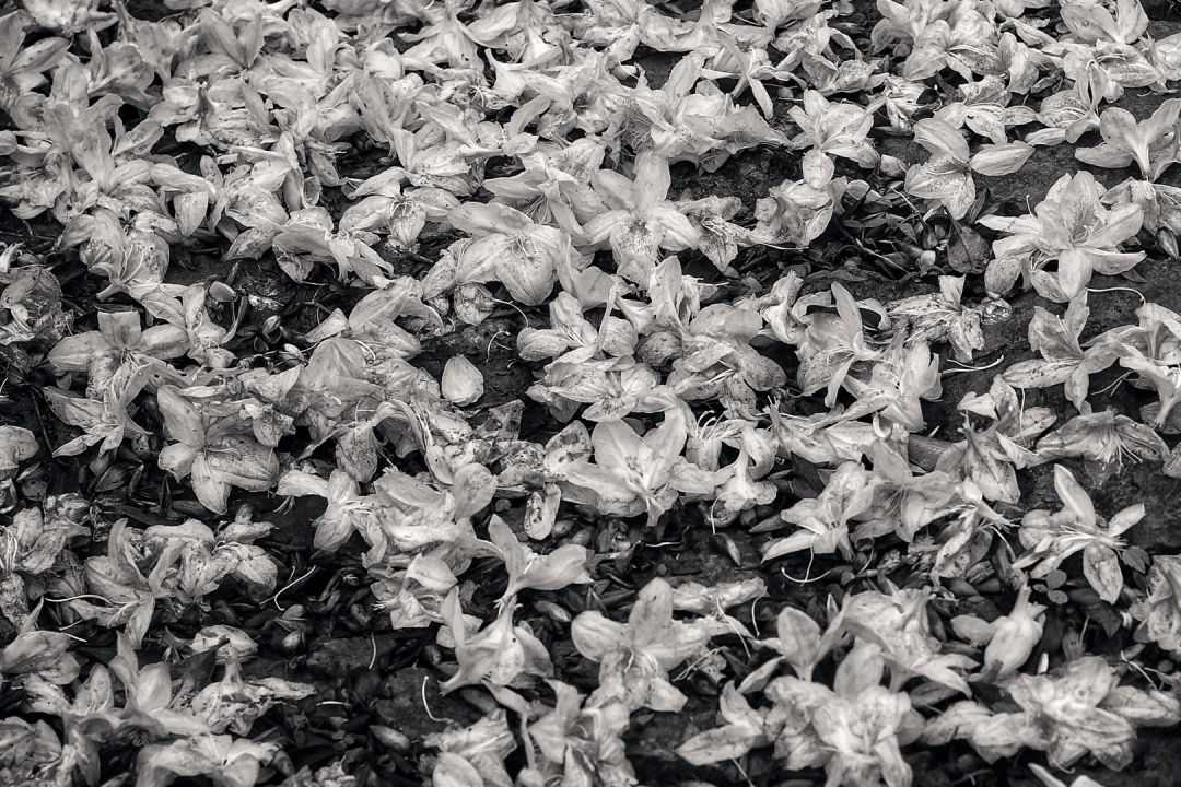 杜鹃花开，王石梧桐山登高倡言：爱自然，爱运动，爱深圳！