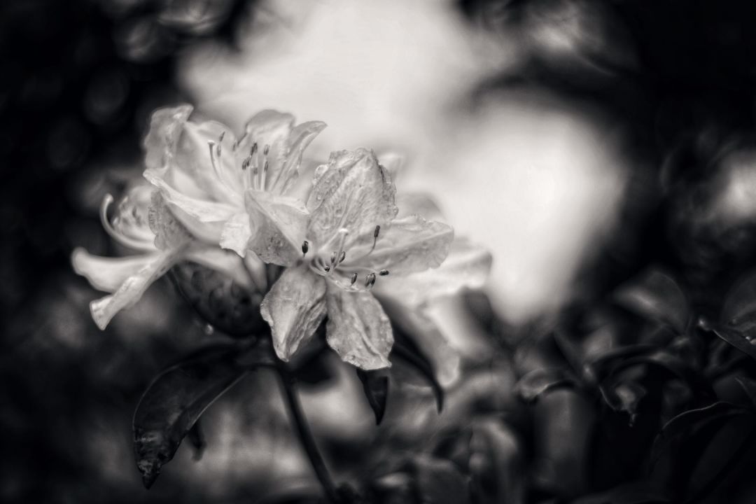 杜鹃花开,王石梧桐山登高倡言:爱自然,爱运动,爱深圳! 杜鹃花开,王石梧桐山登高倡言:爱自然,爱运动,爱深圳!