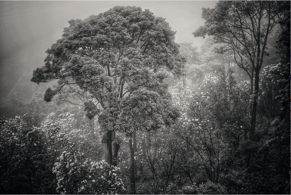 杜鹃花开，王石梧桐山登高倡言：爱自然，爱运动，爱深圳！