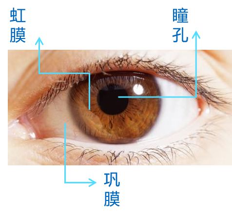 虹膜隐窝位置图片