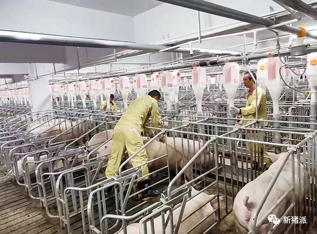 开挂了！罗牛山第二个楼房猪场正式投产，还有5个正在路上