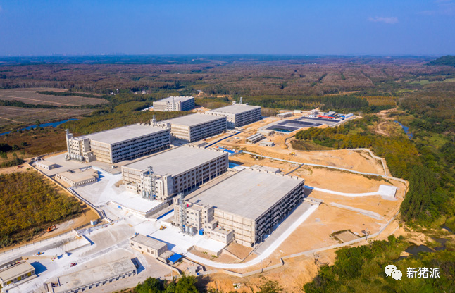 开挂了！罗牛山第二个楼房猪场正式投产，还有5个正在路上