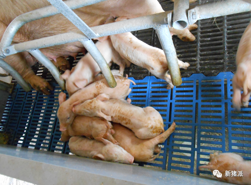 暴雪寒冬，腹泻防控正当时！疾病检测要趁早，抗原、抗体评估不可或缺