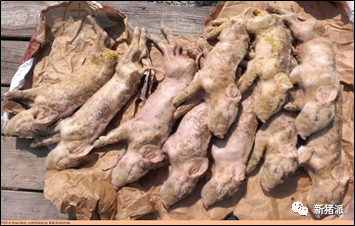 暴雪寒冬，腹泻防控正当时！疾病检测要趁早，抗原、抗体评估不可或缺