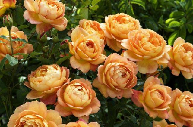 换盆时多一步，10年不烂根，叶片绿油油，四季开花不断！