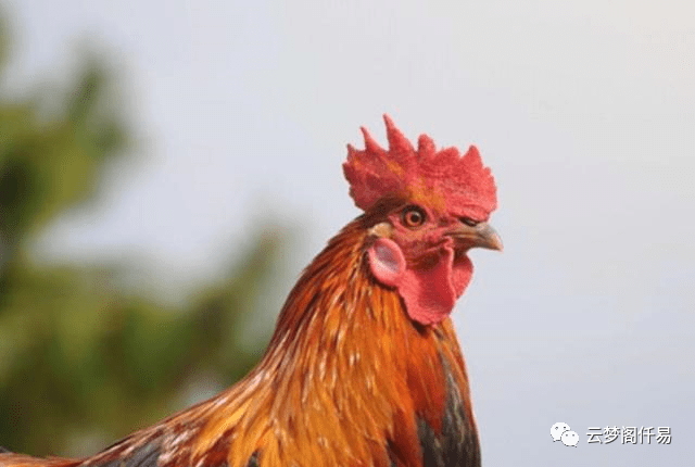 犯太岁202年生肖是什么_今年犯太岁的属相2023_太岁年2023年