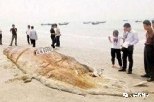 世界神秘生物_世间神秘生物图片_世间神秘生物