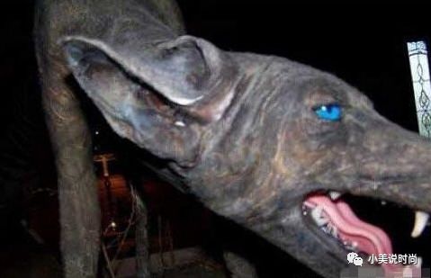 世界神秘生物_世间神秘生物图片_世间神秘生物