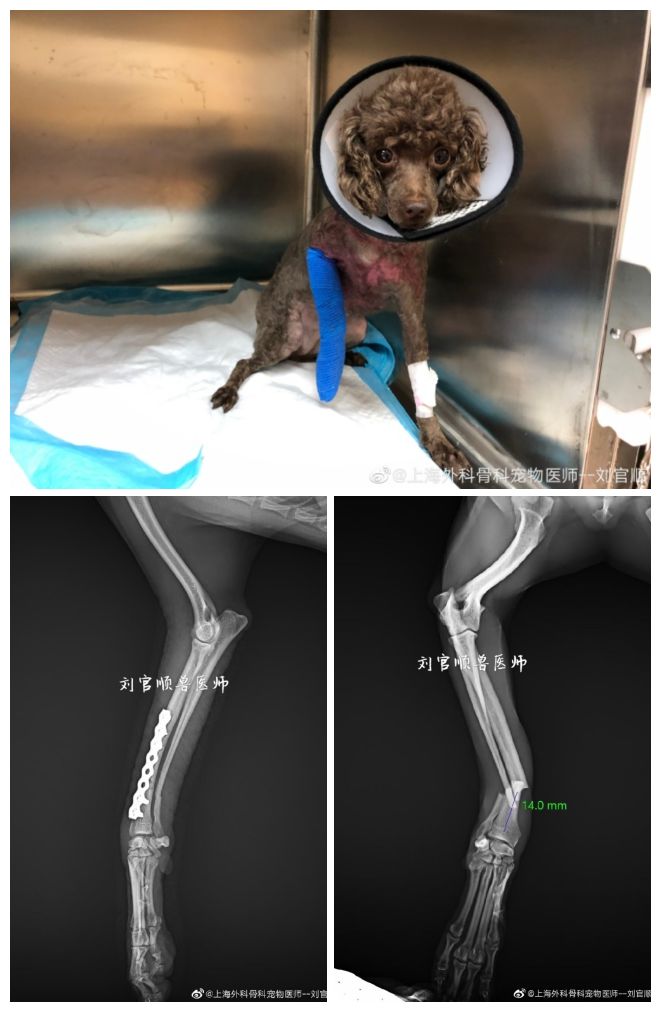 2岁多的泰迪犬 桡尺骨远端骨折 错位 关爱宠物 微信公众号文章阅读 Wemp