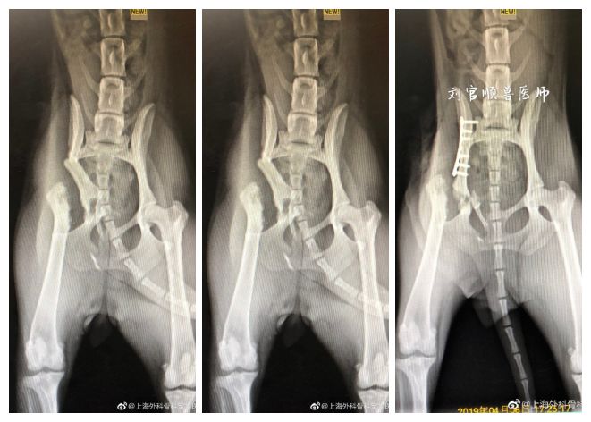 今天我用一块钛合金骨板修复了它的骨盆 祝早日康复吧 关爱宠物 微信公众号文章阅读 Wemp