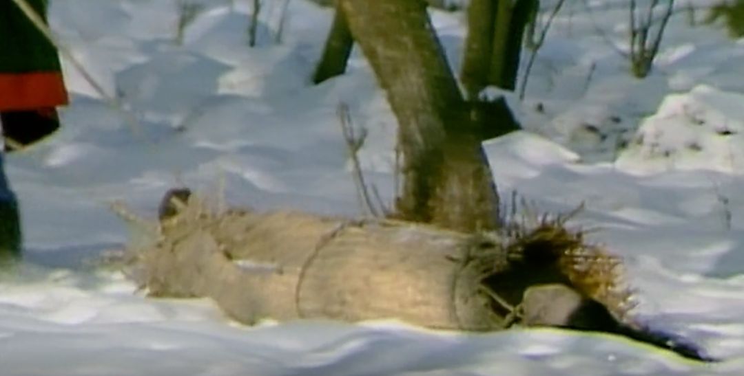 朋友圈超火愛情故事：”31年後，我還是忘不了她”(組圖)