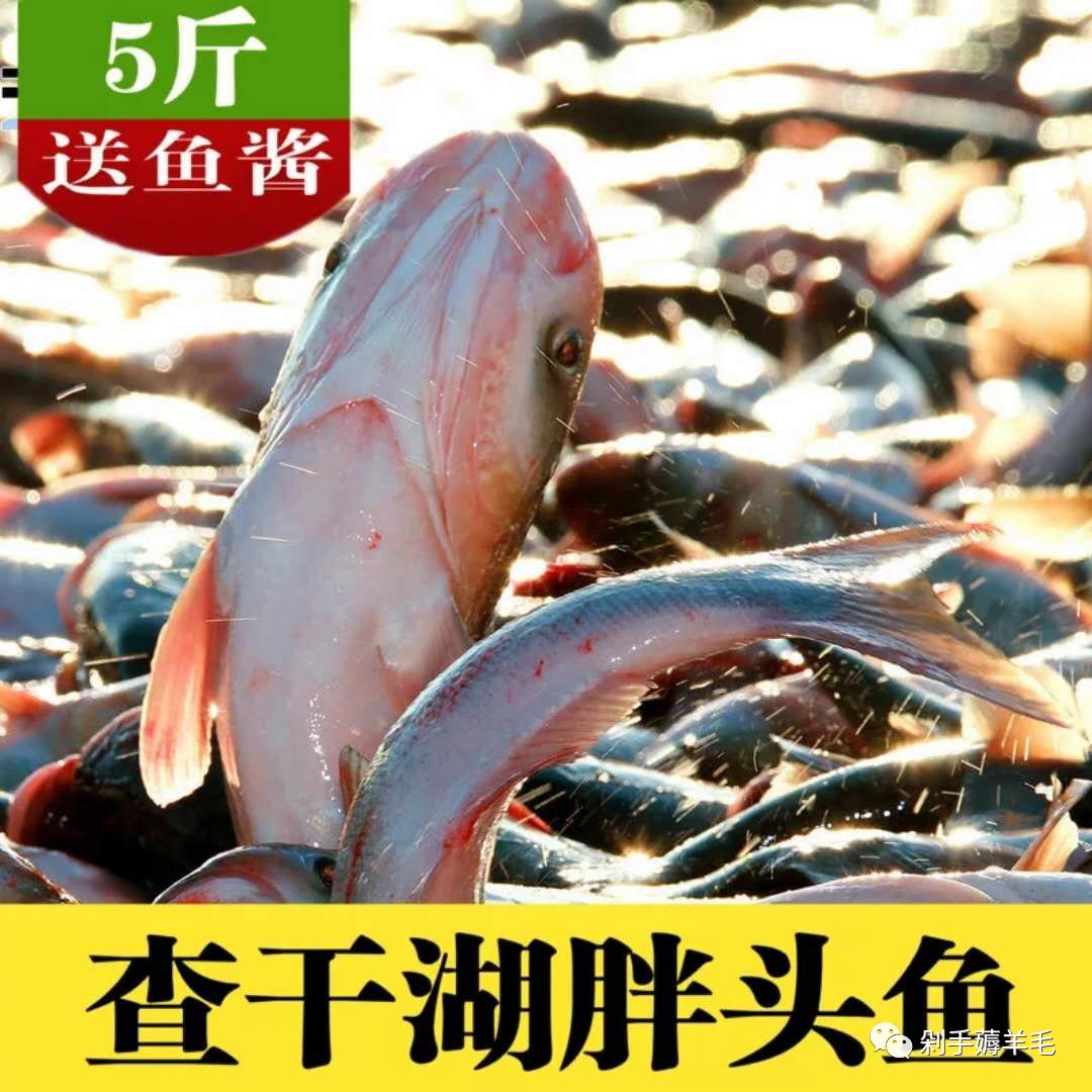 【大額券】查干湖野生冬捕有機胖頭魚5-6斤.