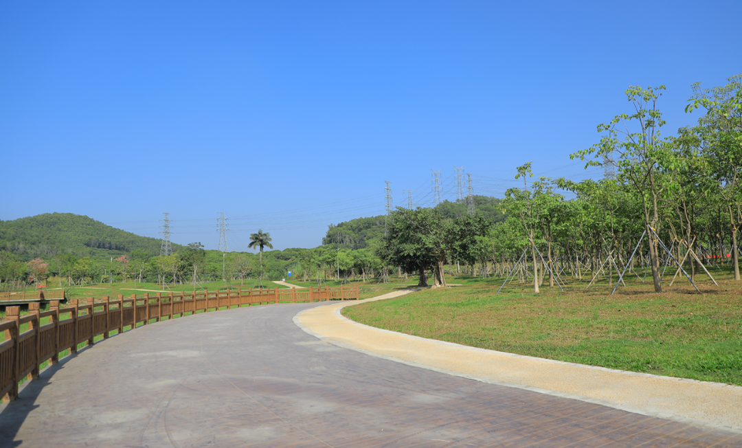 发现光明治水美景 荔湖公园:赏湖光山色,闻白鹭鸣啼