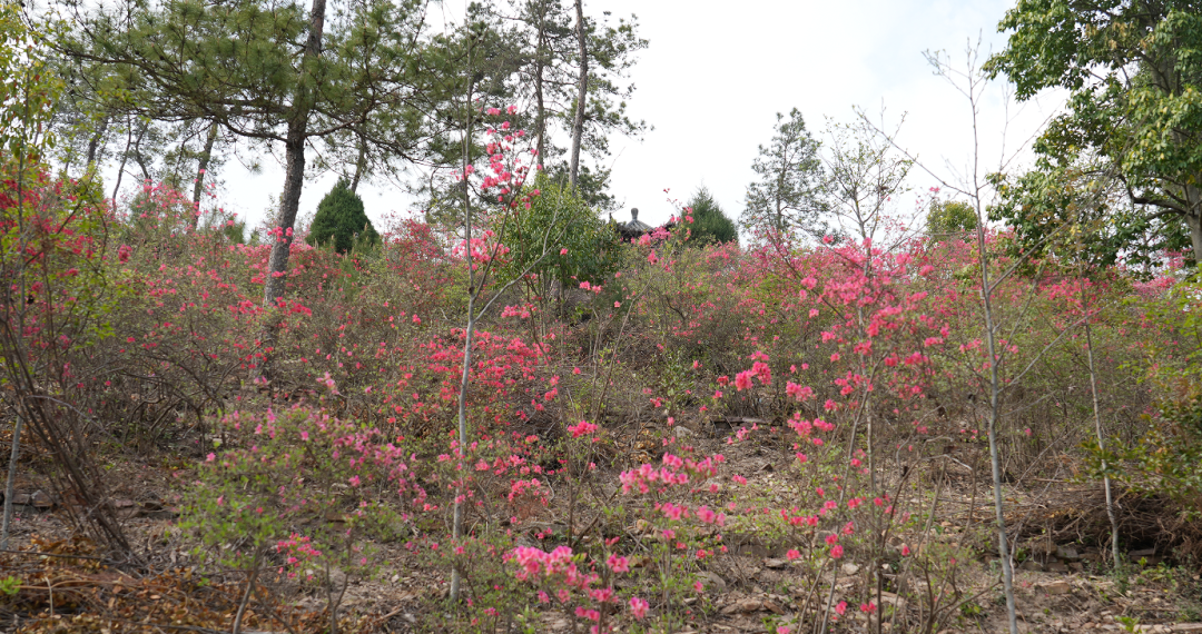 湖北麻城亿安http://yian.0713666.com/