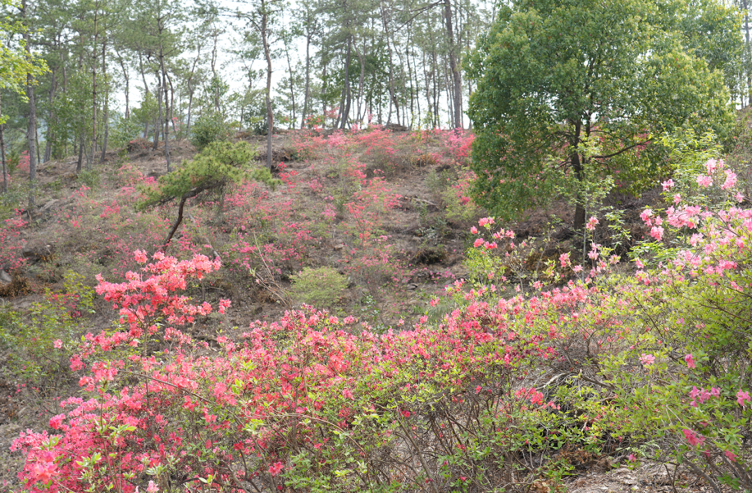 湖北麻城亿安http://yian.0713666.com/
