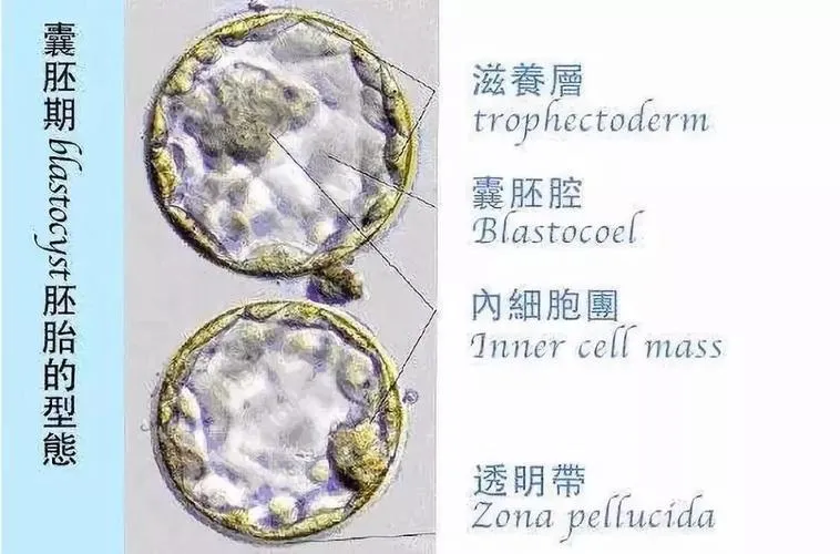 养囊三天和五天的区别_养囊三天看卵子五天看精子_养囊三天成功率多少