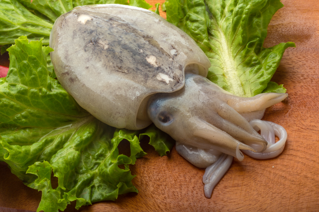 海什么止血这味来自大海的良药，可治崩漏带下、外伤出血、湿疹脚藓，还是胃溃疡的克星！_https://www.jmylbn.com_新闻资讯_第7张