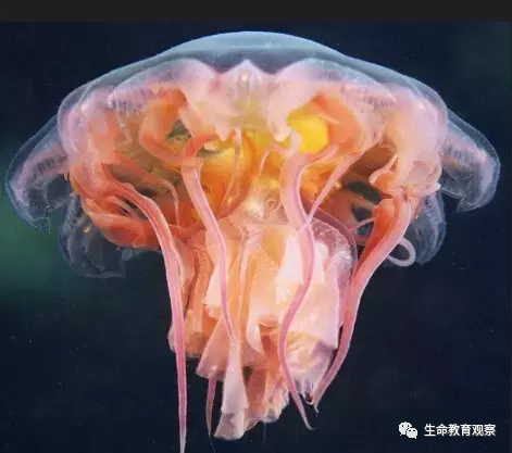 世间罕见生物_十大罕见生物_世界罕见生物
