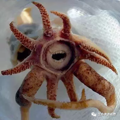 世界罕见生物_世间罕见生物_十大罕见生物