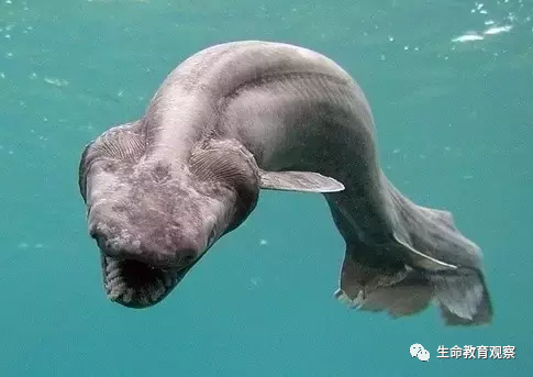 世界罕见生物_十大罕见生物_世间罕见生物