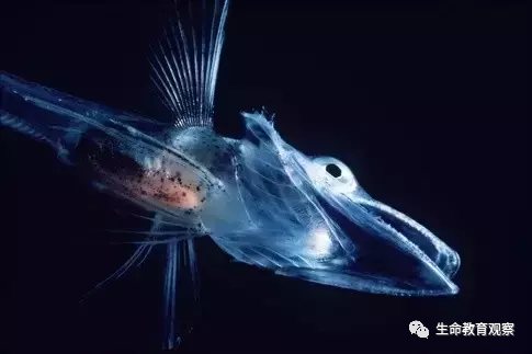世界罕见生物_世间罕见生物_十大罕见生物