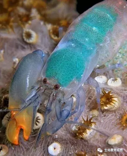 世界罕见生物_世间罕见生物_十大罕见生物