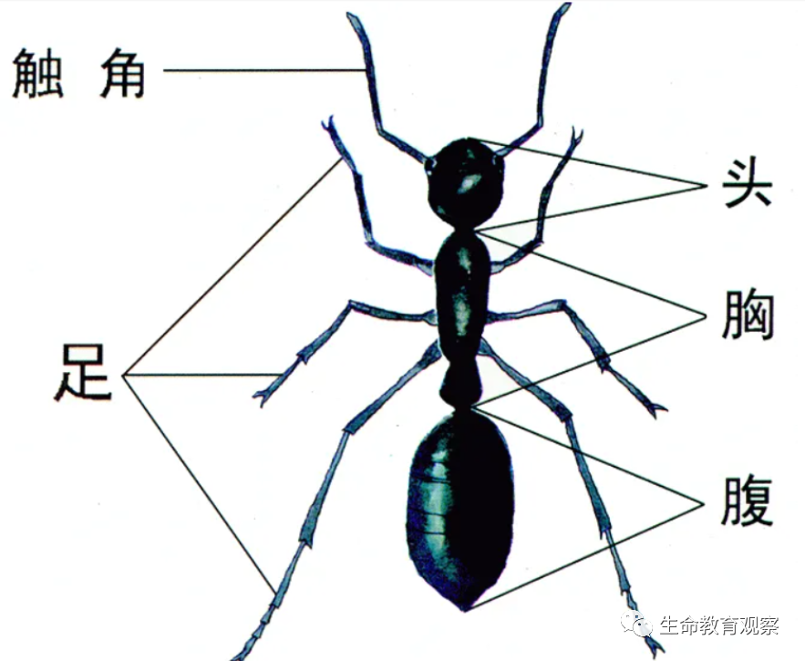 螳螂前足结构图图片