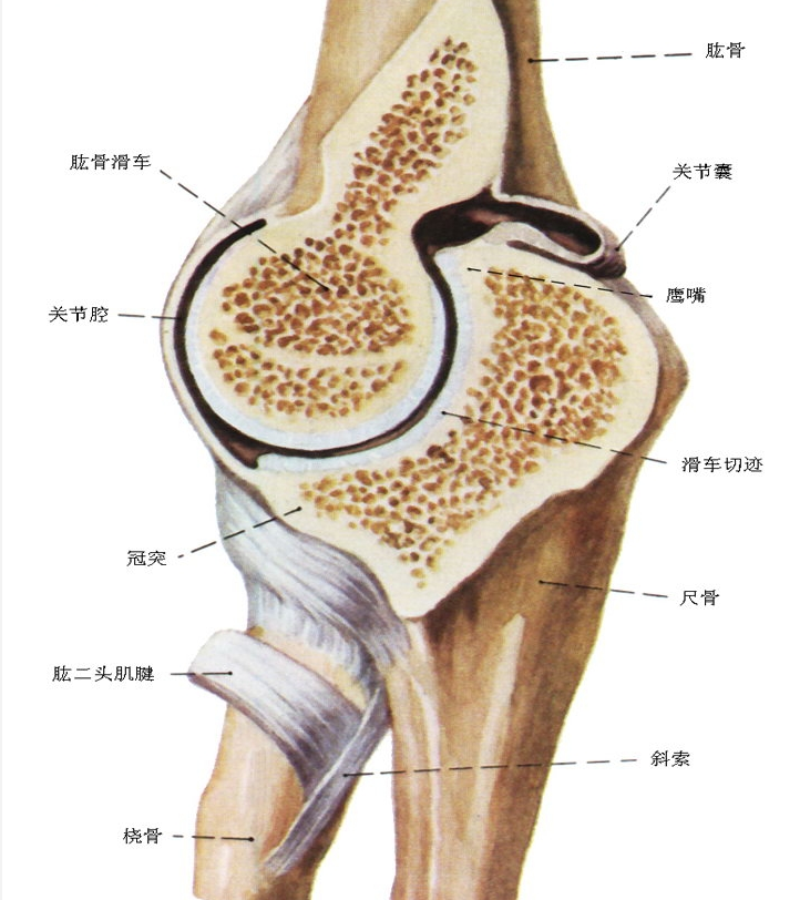 肘关节由肱骨下端和尺骨、桡骨上端构成，包括三个关节，即肱尺关节、肱