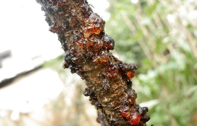 桃樹(shù)僵芽、流膠、根腐多是澆水過(guò)多招的禍|益生源頭條-南陽(yáng)市益生源肥業(yè)有限公司