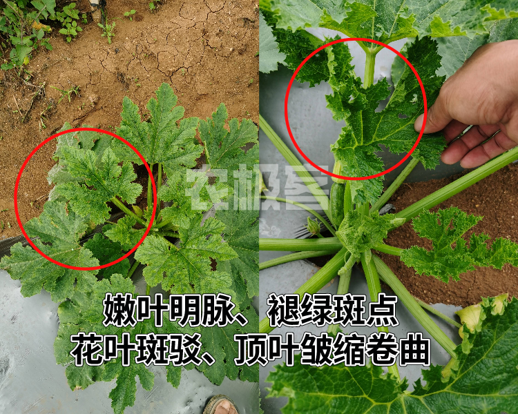 病毒病的“前世今生”（详细版）