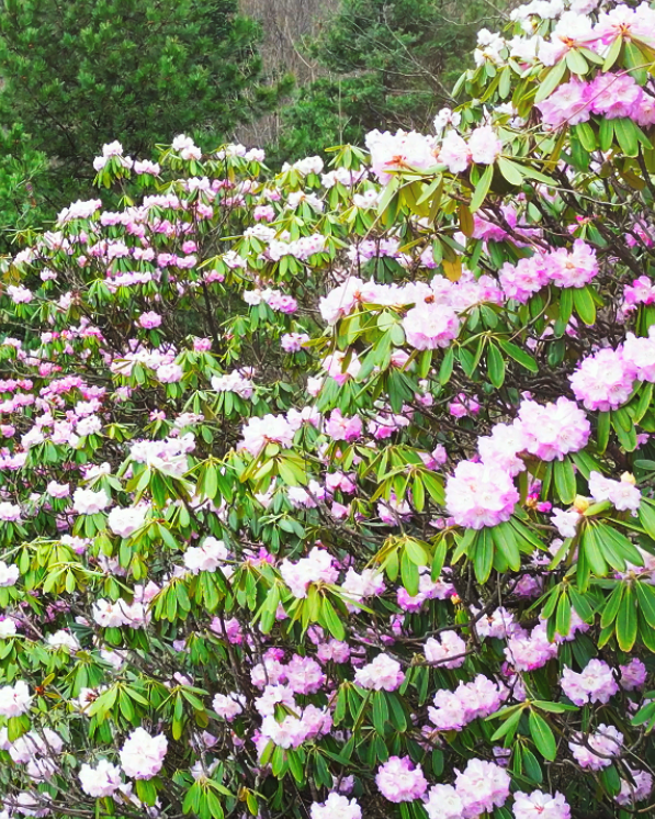 春暖商洛丨人间四月天 木王赏杜鹃