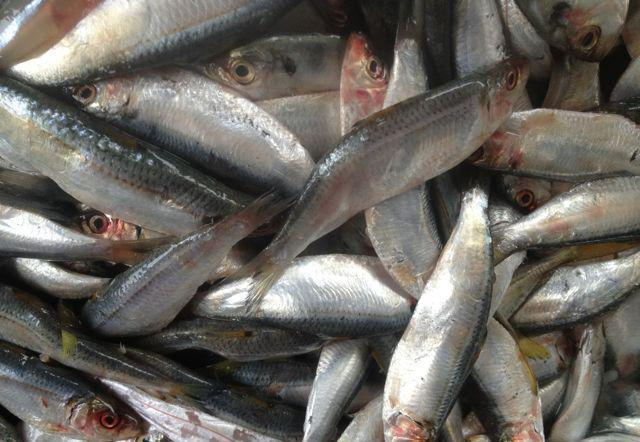 此鱼是“一级致癌物”，吃一公斤等于抽250根烟？大多数人都爱吃