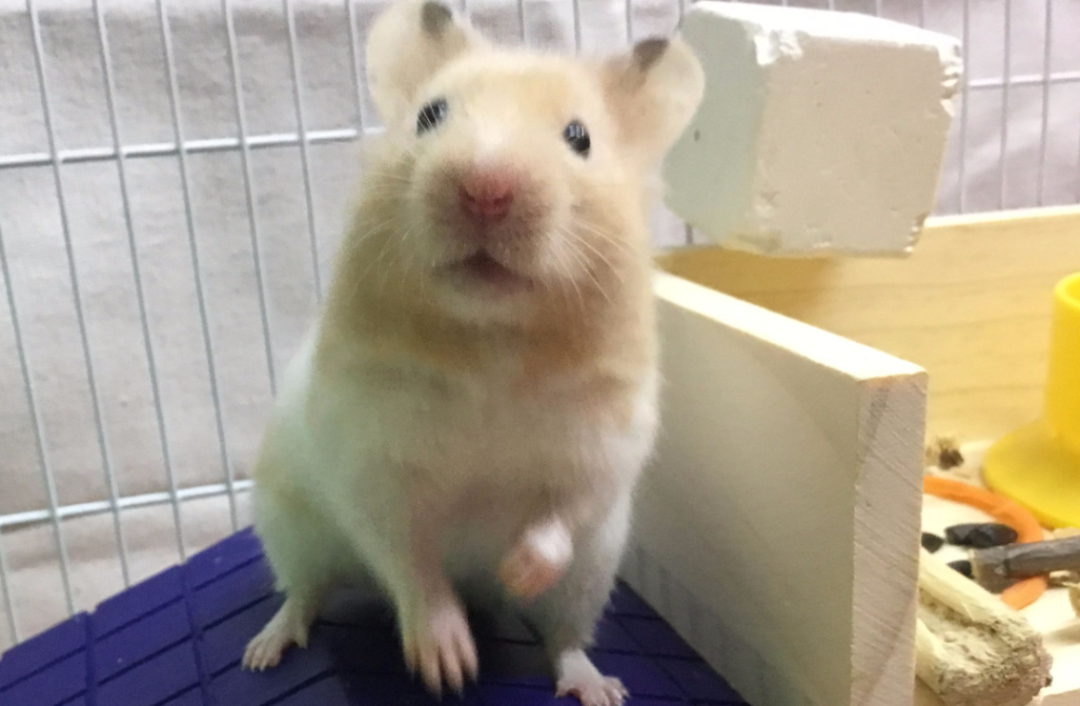 金丝熊如何喂养？