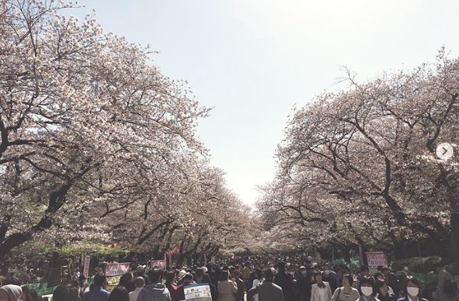 19日本樱花全攻略 花期预测 必去最佳赏花地点 日本之有问必答 微信公众号文章阅读 Wemp