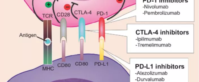 腰穿包里有哪些神经外科住培医师轮转手册生存指南第2版｜第六部分神经外科主要操作标准化流程——腰穿流程_https://www.jmylbn.com_新闻资讯_第9张