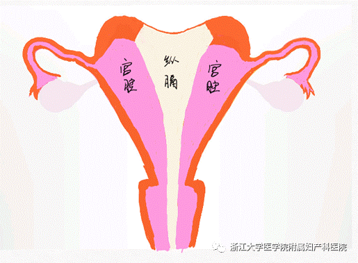 宫腔镜器械怎么安装小宫腔，大世界，且看宫腔镜如何发挥大功效_https://www.jmylbn.com_新闻资讯_第12张