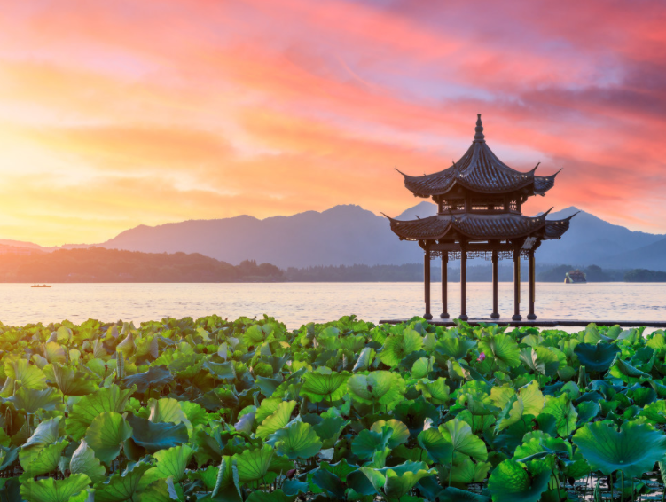 【中药天地】荷叶