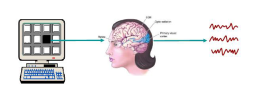 在线研讨会报名！利用稳态视觉诱发电位范式实现脑机接口拼写器功能